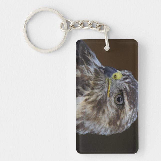 Buteo buteo key ring (Front)
