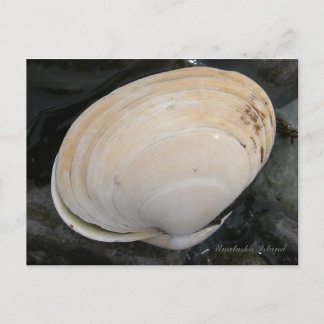 Butter Clam Seashell, Unalaska Island Postcard (Front)