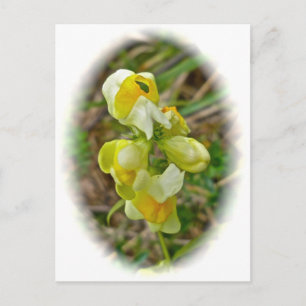 Butter 'n Eggs Wildflower Postcard