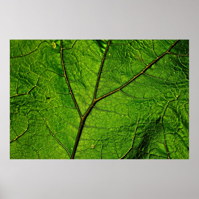 Butterbur leaf leaf veins green poster (Front)