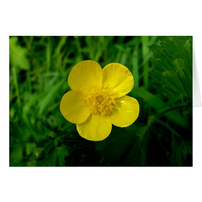 Buttercup (Front Horizontal)