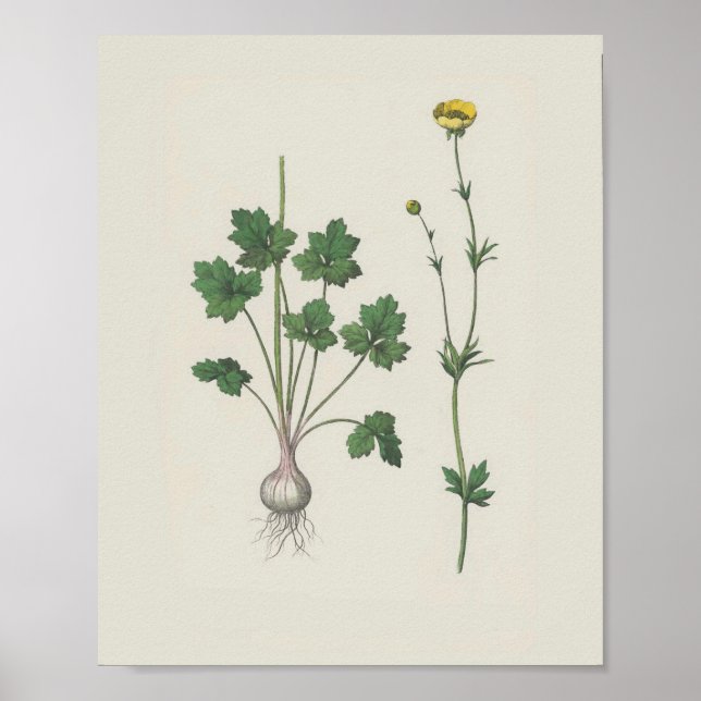 Buttercup Botanical Wildflower Poster (Front)