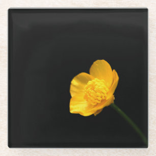Buttercup Flower coastercna Glass Coaster