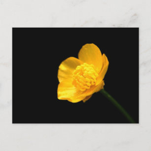 Buttercup Flower pccna Postcard