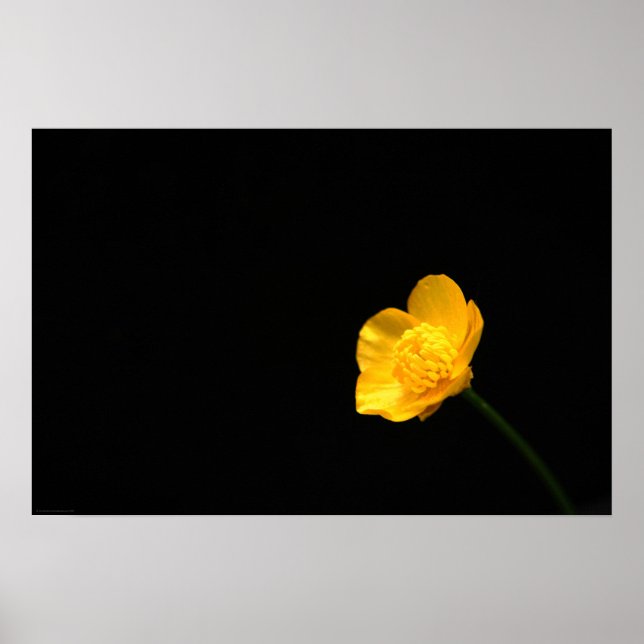Buttercup Flower wapcna Poster (Front)