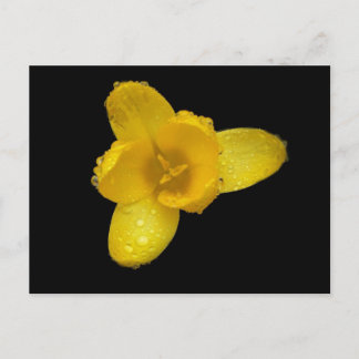 Buttercup on Black Postcard