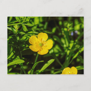 Buttercup Postcard