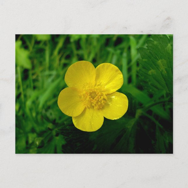 Buttercup Postcard (Front)
