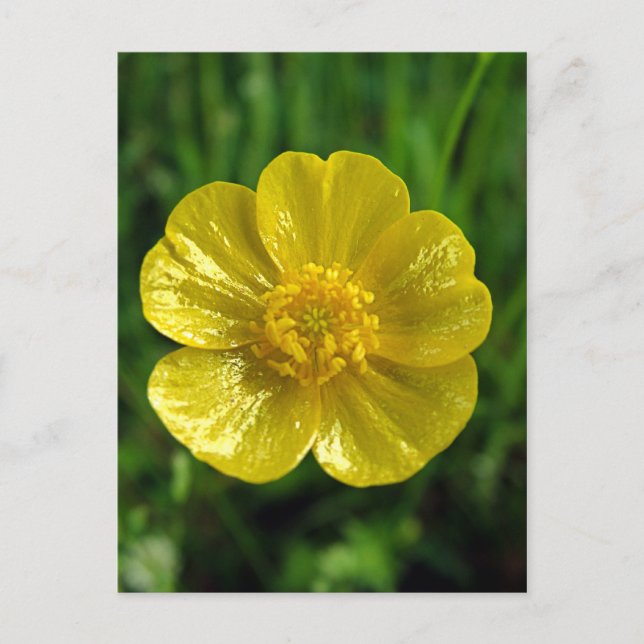 Buttercup Postcards (Front)