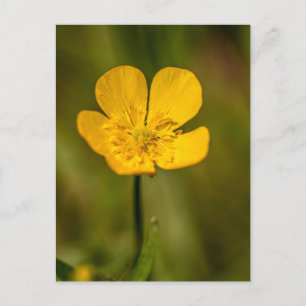 Buttercup postcards