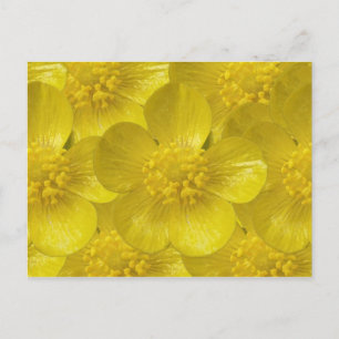 Buttercup Postcards