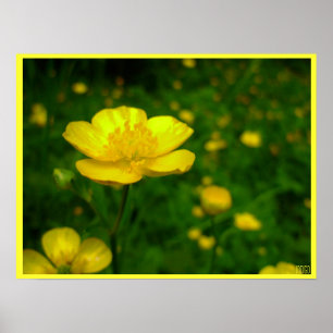 Buttercup Poster Print Wildfower Art Print