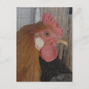 Buttercup Rooster Postcard