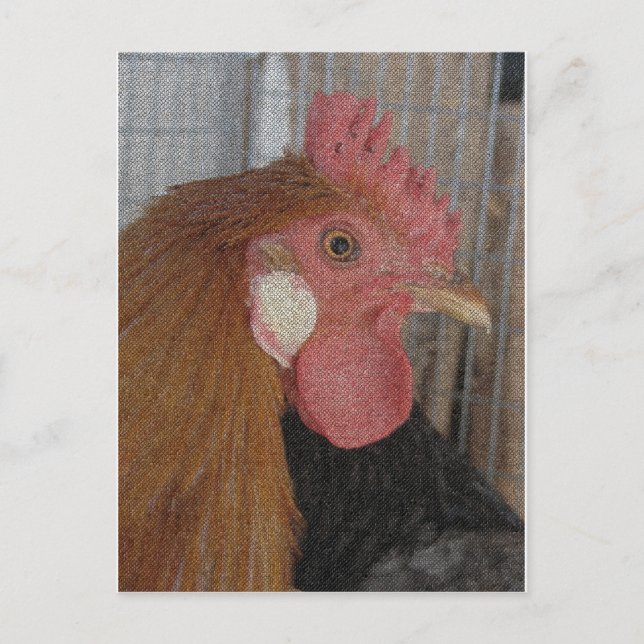 Buttercup Rooster Postcard (Front)