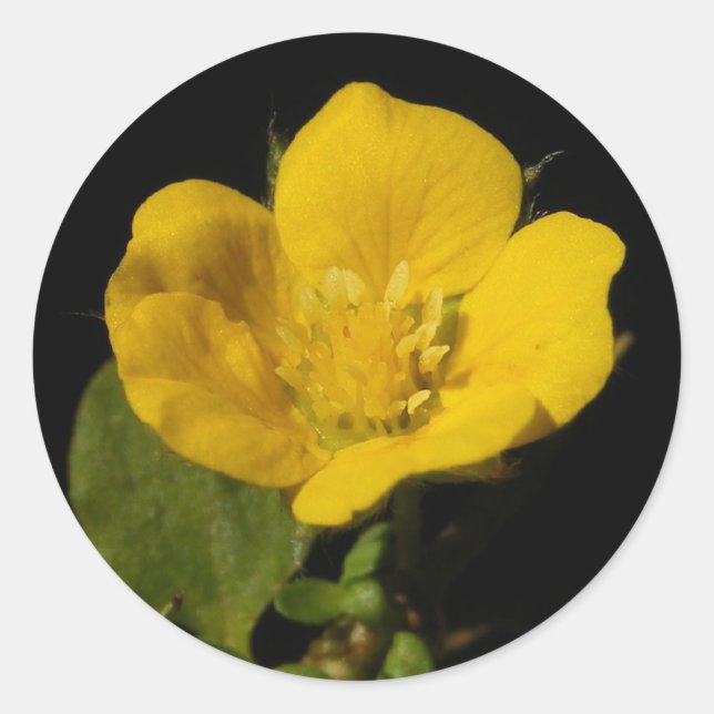 Buttercup ~ sticker (Front)