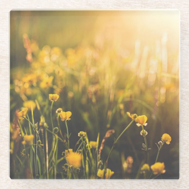 Buttercup Sundown Glass Coaster (Front)