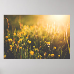 Buttercup Sundown Poster