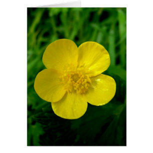 Buttercup - vertical