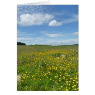 "Buttercups!"