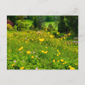 Buttercups  postcard