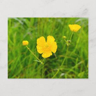 Buttercups postcard
