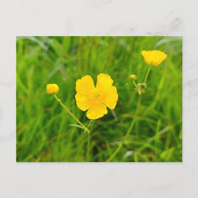 Buttercups  postcard (Front)