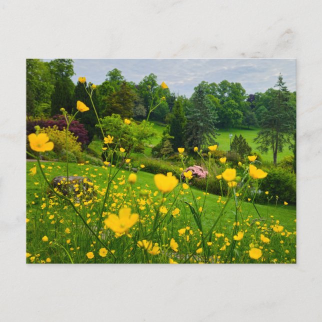 Buttercups  postcard (Front)