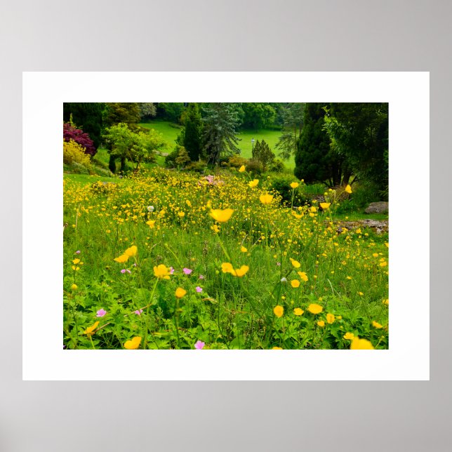 Buttercups  poster (Front)