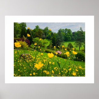 Buttercups  poster