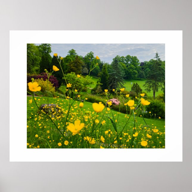 Buttercups  poster (Front)