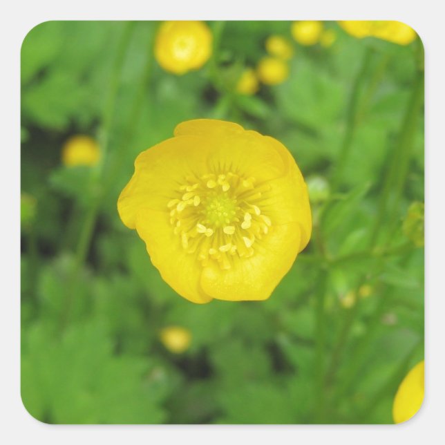 Buttercups Square Sticker (Front)