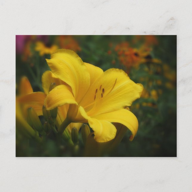 Buttered Popcorn Garden - Daylily Postcard (Front)