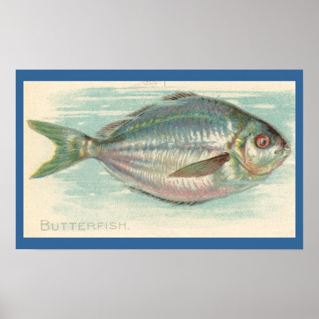 Butterfish Poster (Front)