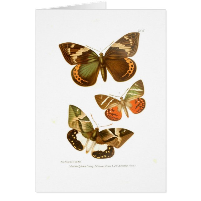 Butterflies (Front)