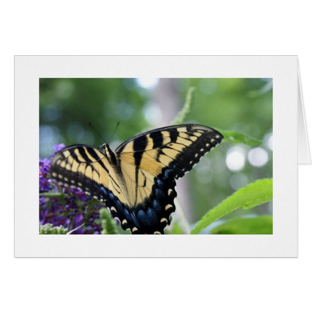 Butterflies (Front Horizontal)