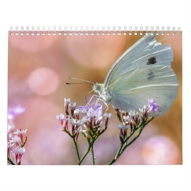 Butterflies 2017 calendar (Cover)