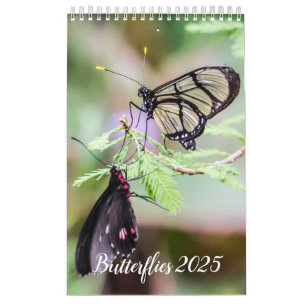 Butterflies 2024 calendar