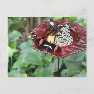 Butterflies # 2 postcard