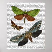 Butterflies 4