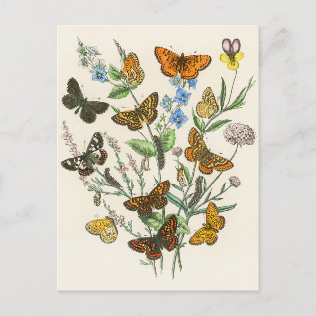 Butterflies and Flowers Vintage Illustration 1 Postcard (Front)