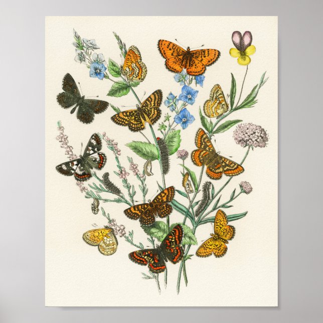 Butterflies and Flowers Vintage Illustration 1 Poster (Front)