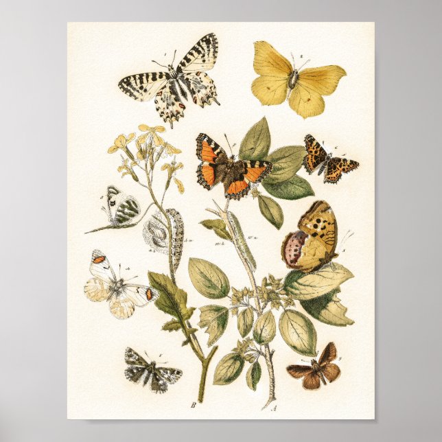  Butterflies and Moths by William Forsell Kirby  Poster (Front)