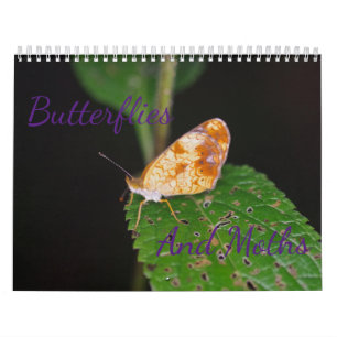 Butterflies and Moths Calendar
