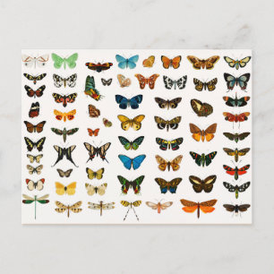 Butterflies and Moths, Vintage Illustration Postcard