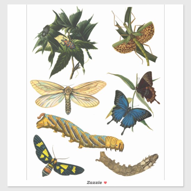 Butterflies Beetle Bugs Insects Collage Art (Sheet)