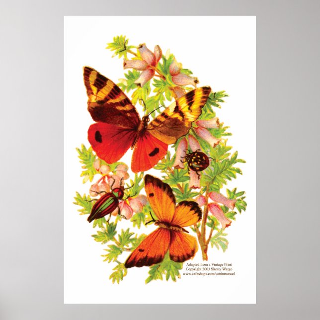 Butterflies & Beetles Poster (Front)