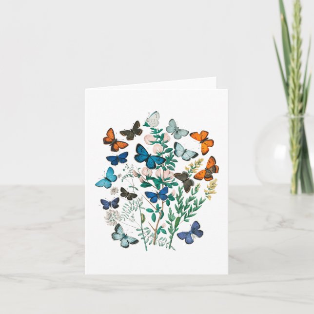 Butterflies - blank card (Front)