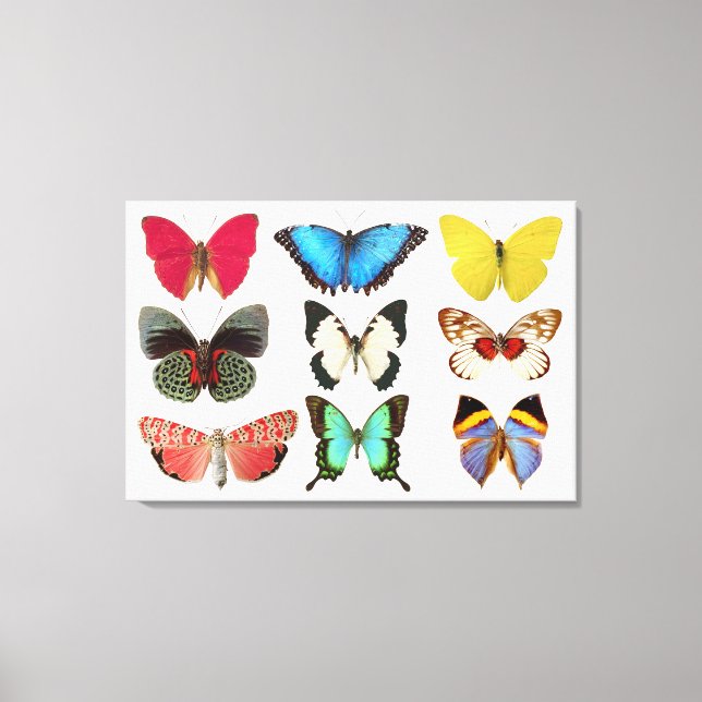 Butterflies Canvas Print (Front)
