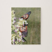 Butterflies Capture On "Amajuba Mountain"
