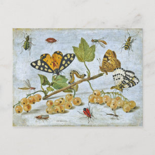 Butterflies, caterpillar and fruits postcard